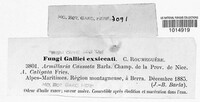 Tricholoma focale image